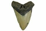 Fossil Megalodon Tooth - North Carolina #376925-1